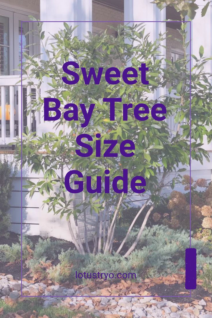 a small tree with the words sweet bay tree size guide on it in front of a house