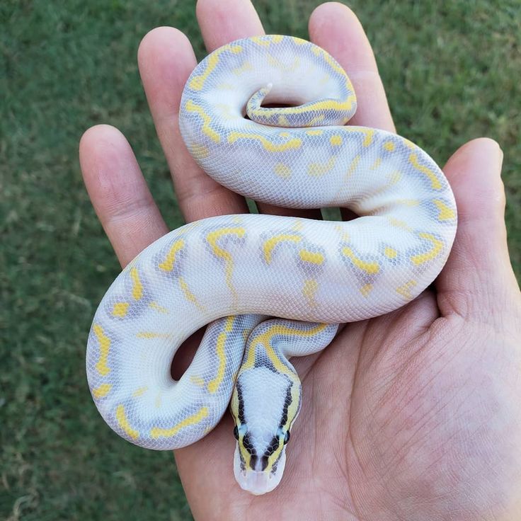 a hand holding a white and yellow snake