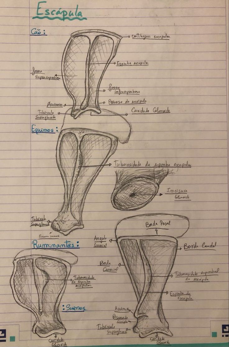 Veterinary Study, Vet Tech School, Vet Medicine, Med Vet, Animal Medicine, Vet Student, Vet School, Animal Study, Vet Med