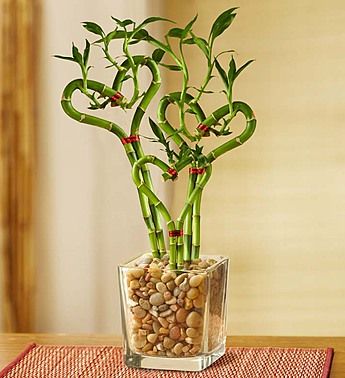 a bamboo plant in a glass vase filled with rocks