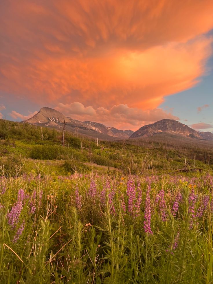 a field with purple flowers and mountains in the background