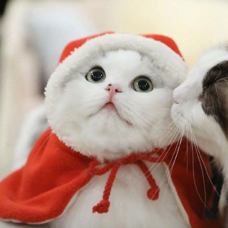 a white cat wearing a red and white santa hat with his paw in the other's mouth