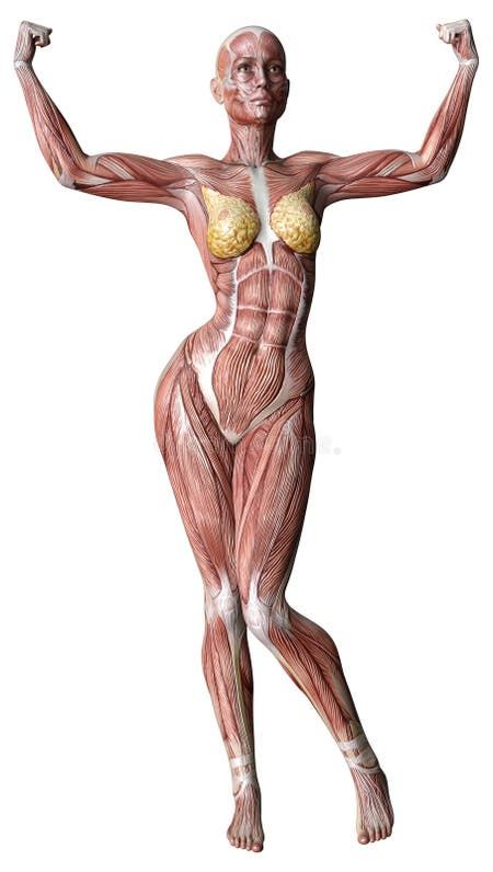 an image of a woman's muscles in the shape of a human figure on a white background