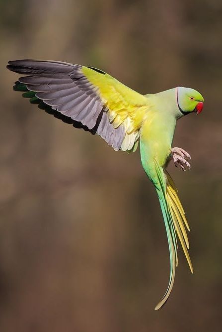 a green and yellow bird flying through the air with it's wings spread out