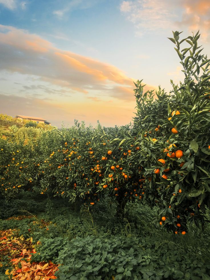 an orange tree with lots of fruit growing on it's branches and leaves in the foreground