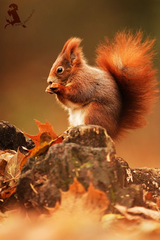 a red squirrel sitting on top of a pile of leaves