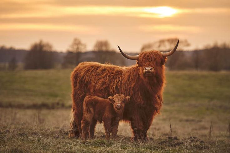 an adult and baby cow standing in a field with the sun setting behind them on a cloudy day