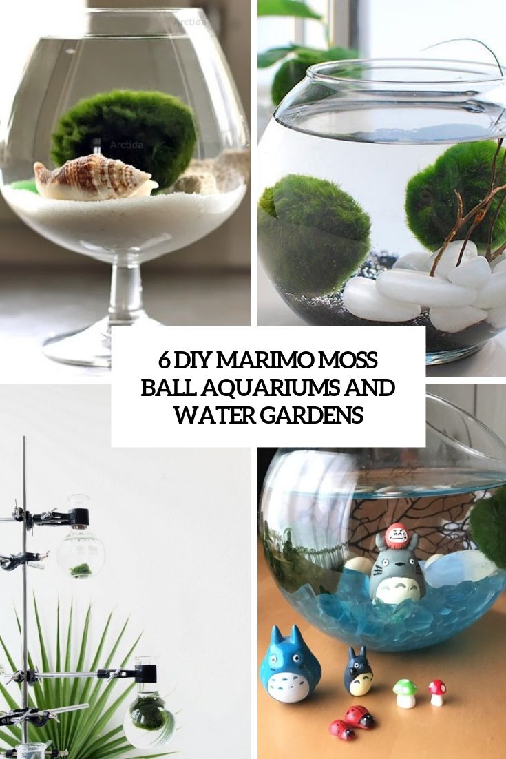 there are many different types of aquariums and water gardens in this photo collage