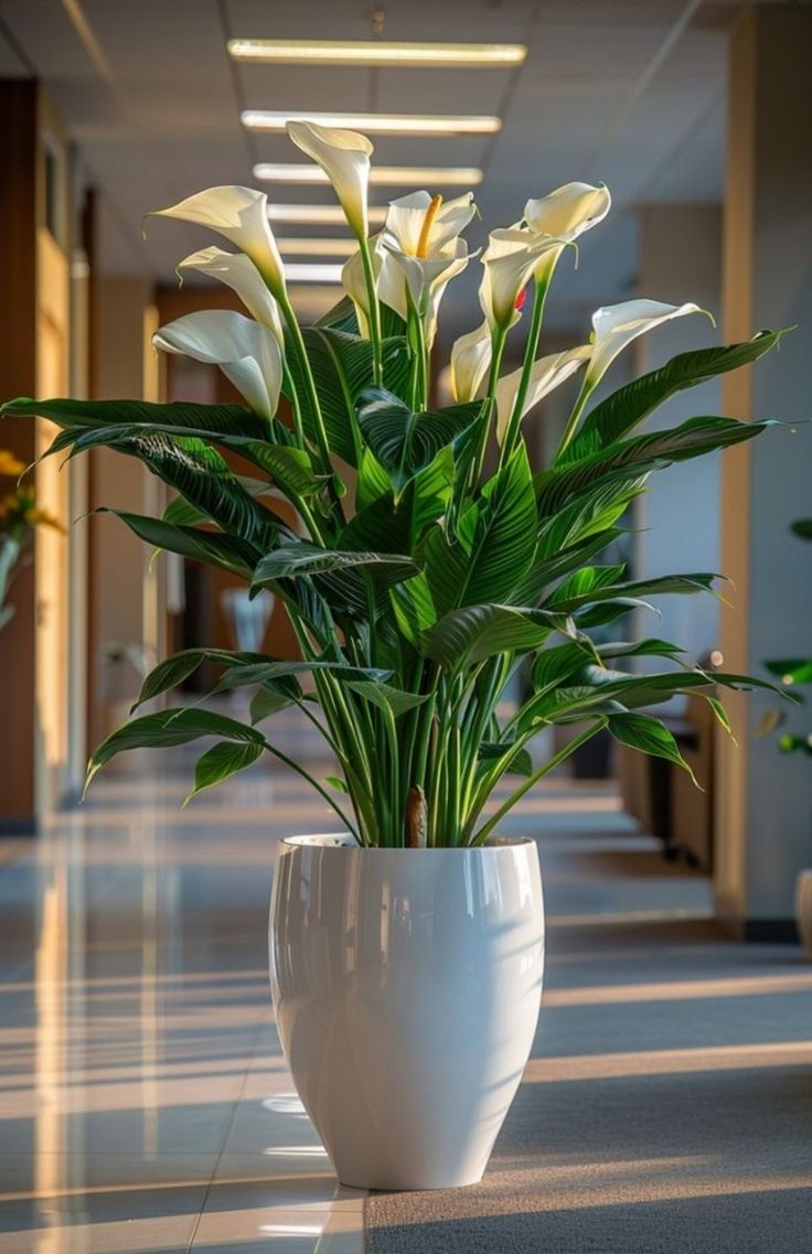 a plant in a white vase sitting on the floor next to a long hallway with light coming through it