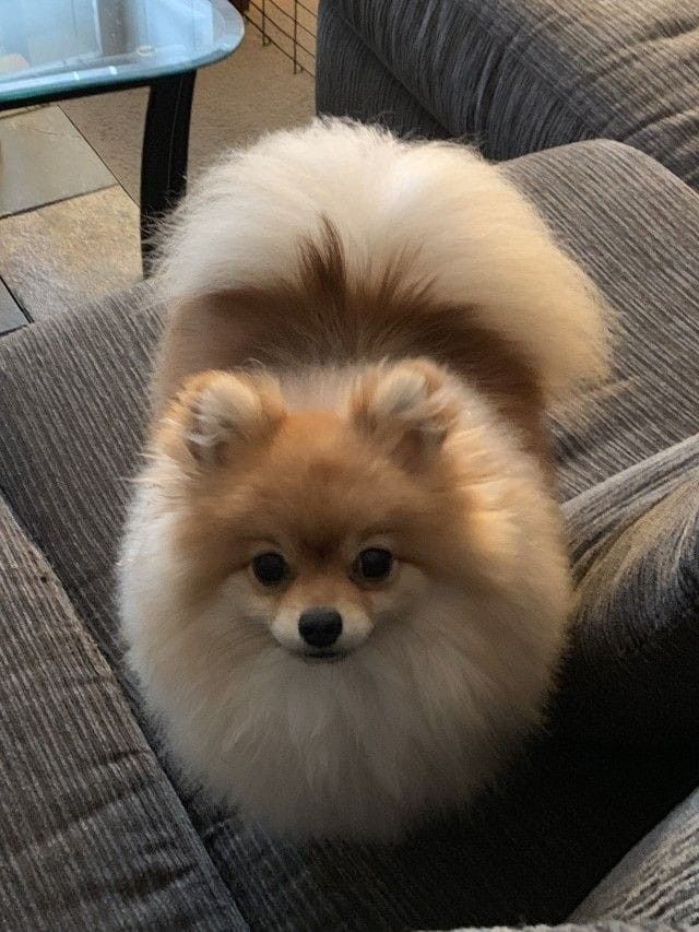 a brown and white dog sitting on top of a couch