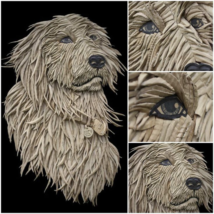 four pictures of a dog's face with long, shaggy hair and blue eyes