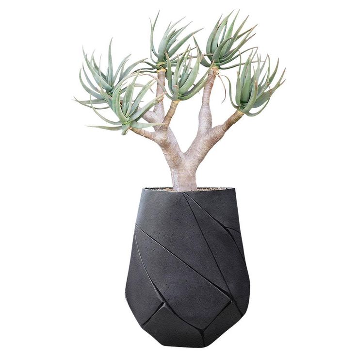 a potted plant in a black vase on a white background