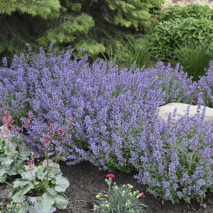 some purple flowers and plants in a garden