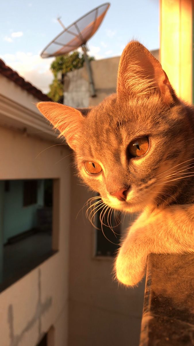 a cat sitting on top of a roof next to a satellite dish