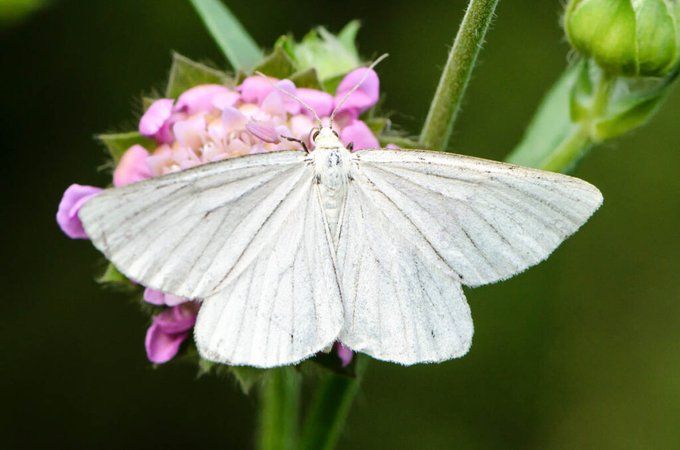 a white butterfly sitting on top of a purple flower