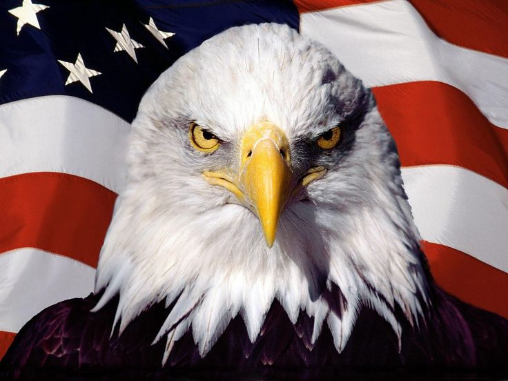 an eagle with the american flag in the background