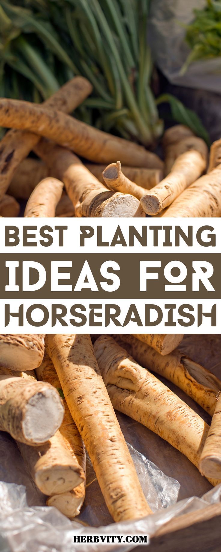 the best planting ideas for horseradish