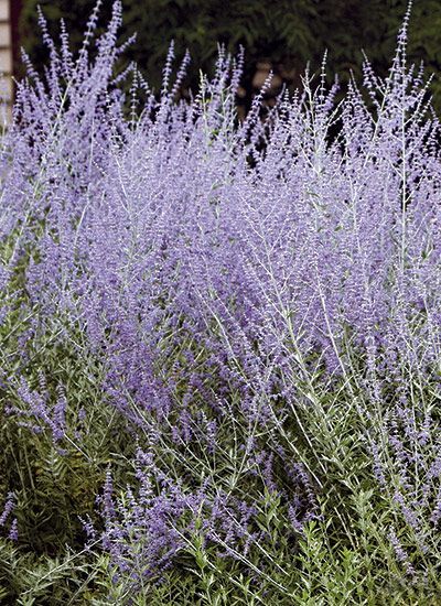 purple flowers are blooming in the garden