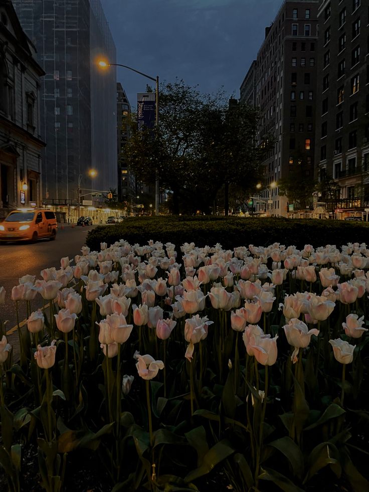 many white flowers in the middle of a city street at night with cars passing by