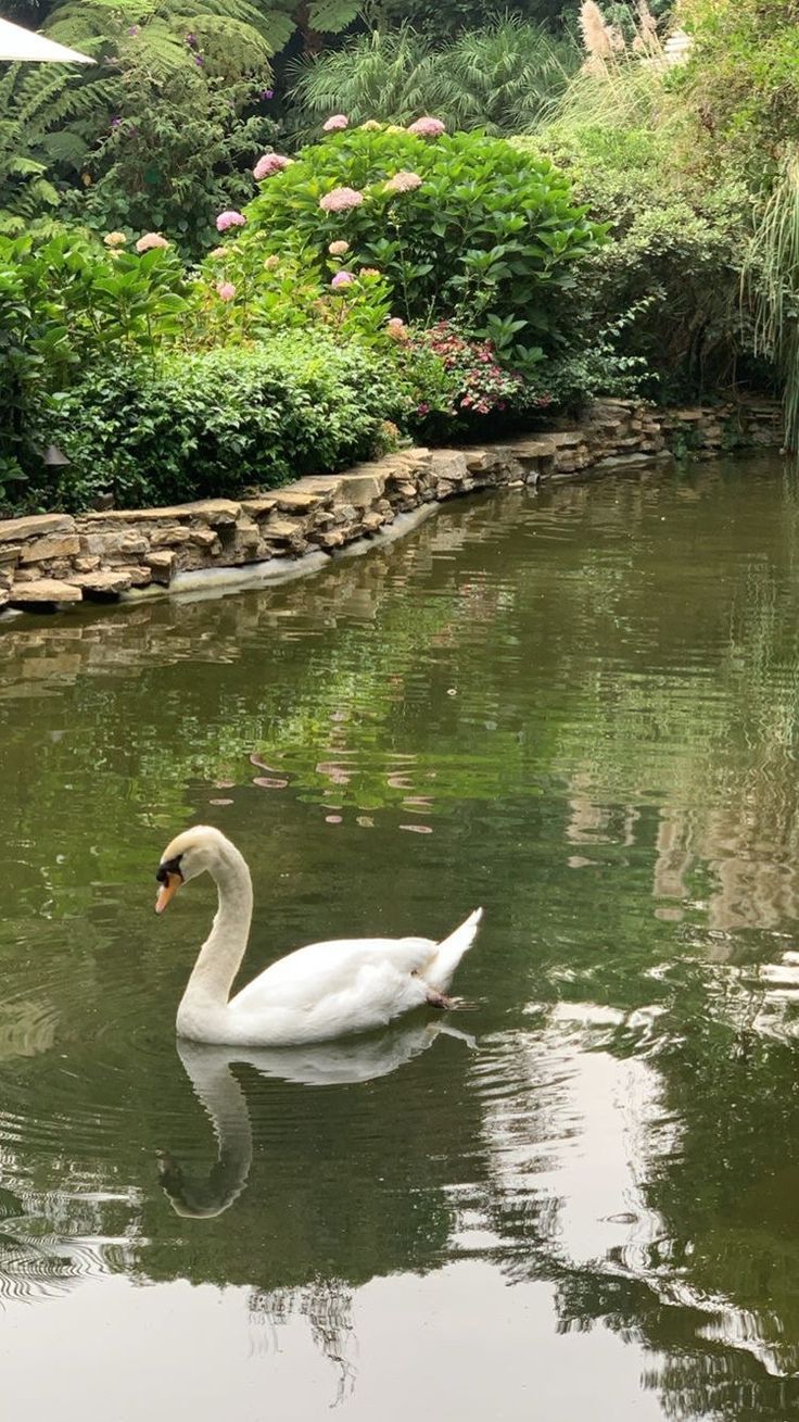 a white swan floating on top of a lake next to a lush green park filled with trees