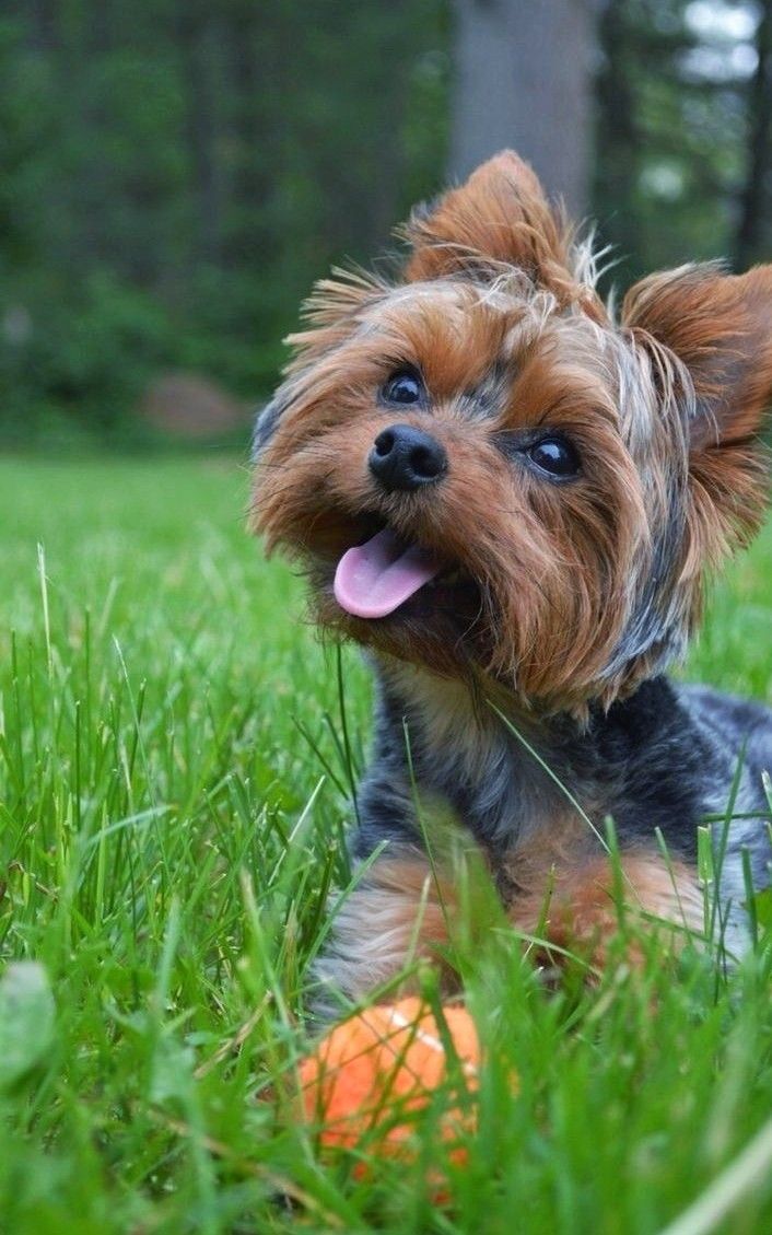 a small brown and black dog laying in the grass next to an orange frisbee