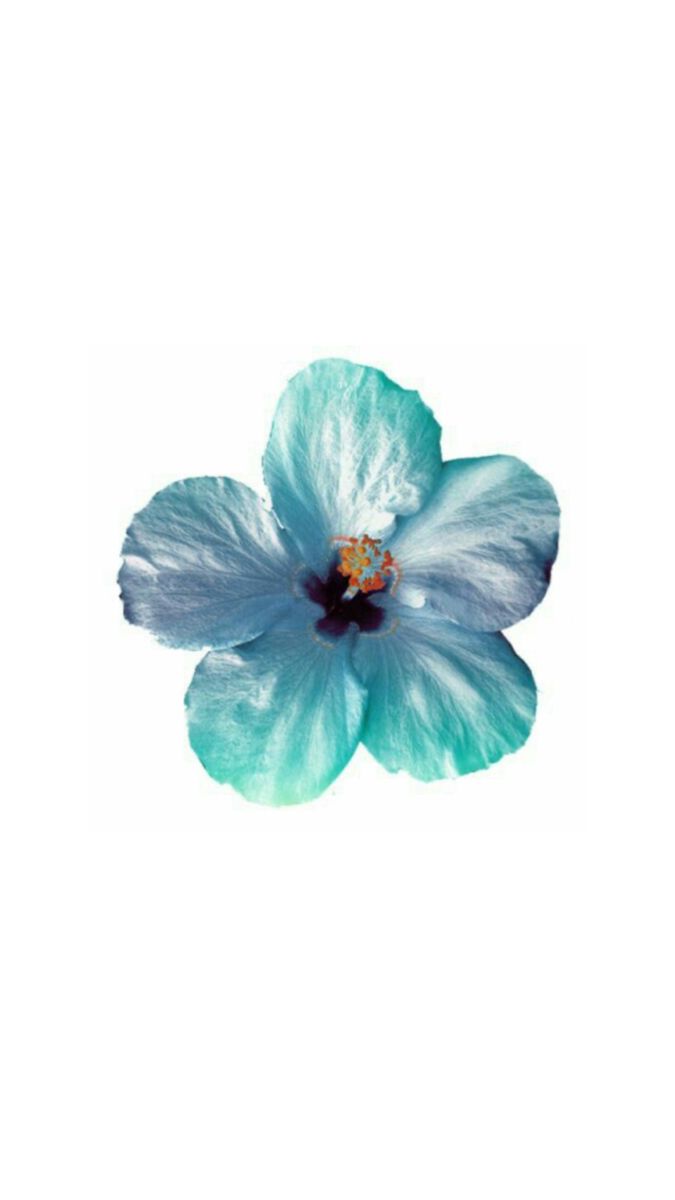 a blue and white flower on a white background