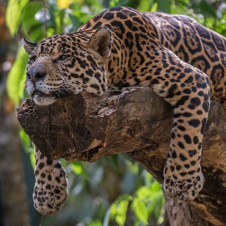 a large leopard laying on top of a tree branch