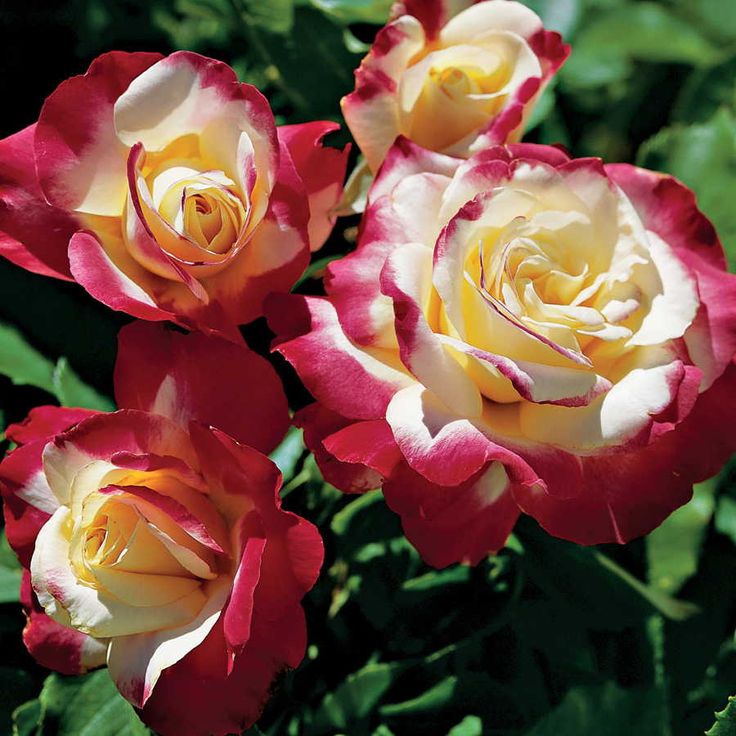 three red and white roses are blooming in the garden