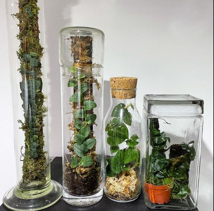 three glass vases filled with plants on top of a black table next to each other