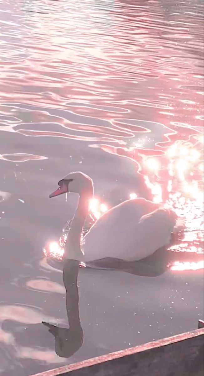 a swan is swimming in the water at sunset