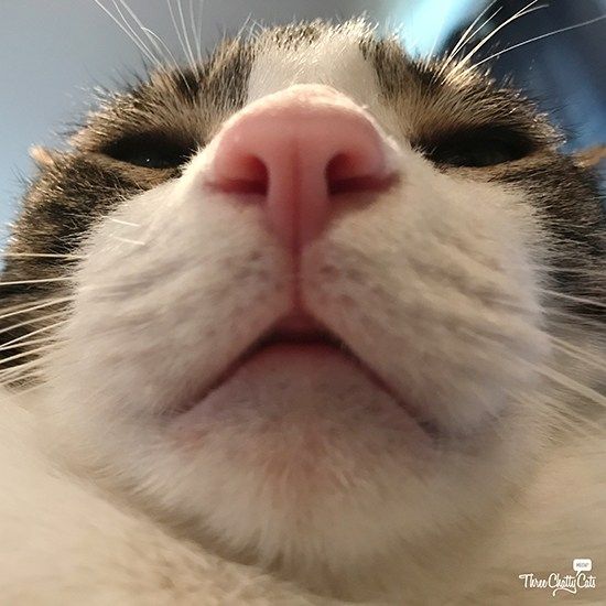 a close up of a cat's face with it's tongue sticking out