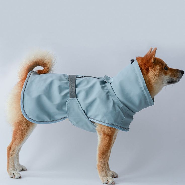 a small dog wearing a blue coat