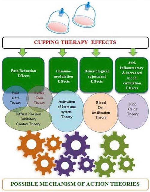 The usual effects of cupping therapy. Wet Cupping, Silicone Cupping, Massage Cupping, Control Theory, Cupping Massage, Systems Theory, Aging Backwards, Cupping Therapy, Immune Response