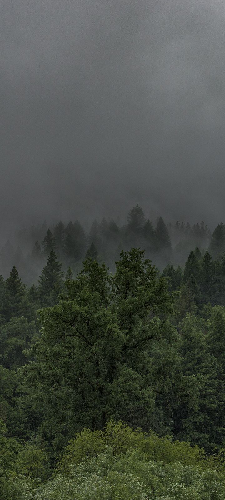 an airplane is flying over the trees on a foggy day in the woods with dark clouds