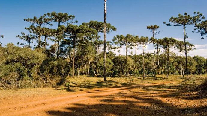 a dirt road surrounded by tall trees on a sunny day with blue sky in the background