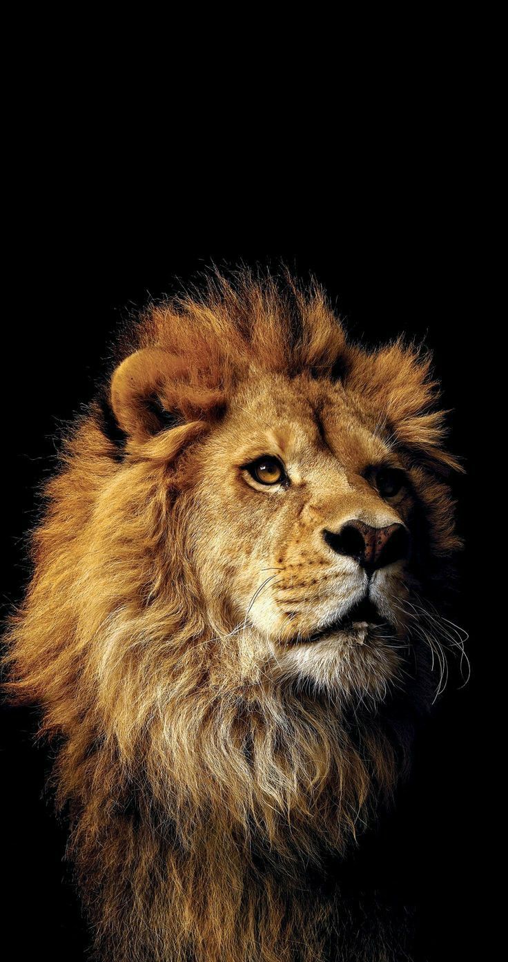 a close up of a lion's face on a black background