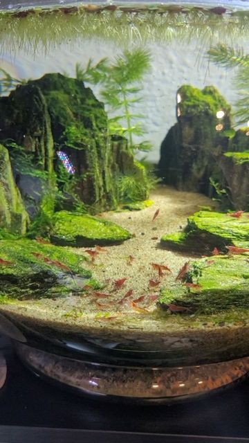 a fish bowl filled with lots of green plants and rocks in the middle of an aquarium