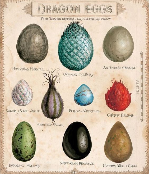 an open book with pictures of different types of eggs on it's cover and the words brakacg written below