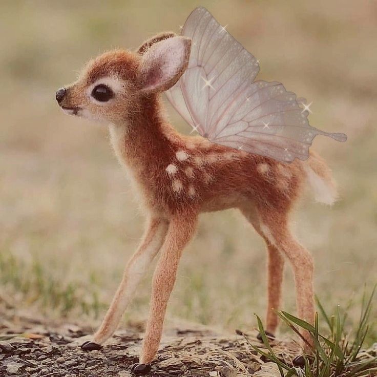 a small deer standing on top of a grass covered field