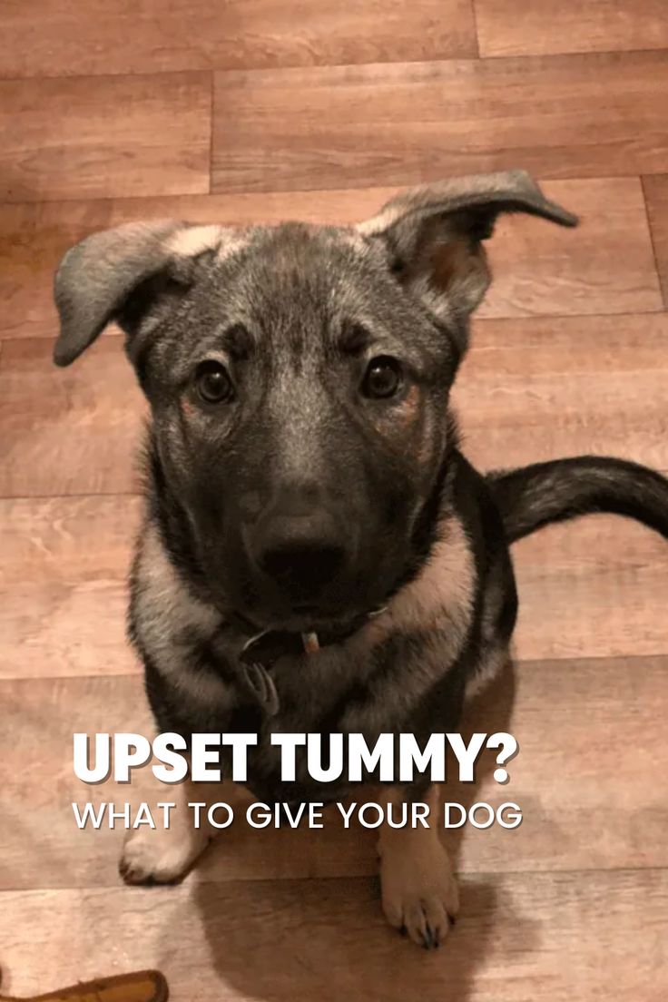 a dog sitting on the floor looking up at the camera with caption that reads upset tummy? what to give your dog