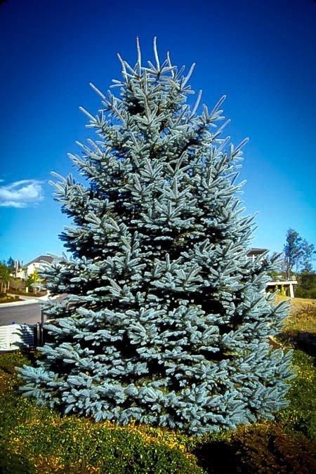 a blue fir tree in front of a house