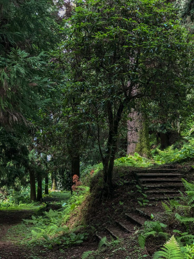 stairs lead up to the top of a tree covered hill in a forest filled with ferns