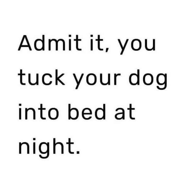 the words admit it, you tuck your dog into bed at night on a white background