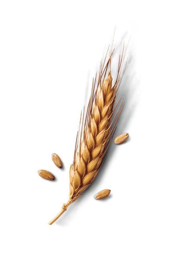 an ear of wheat on a white background with some grain coming out of the top