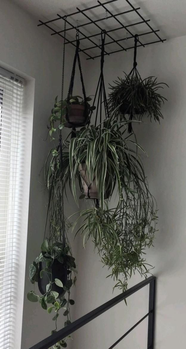 some plants are hanging up on the wall