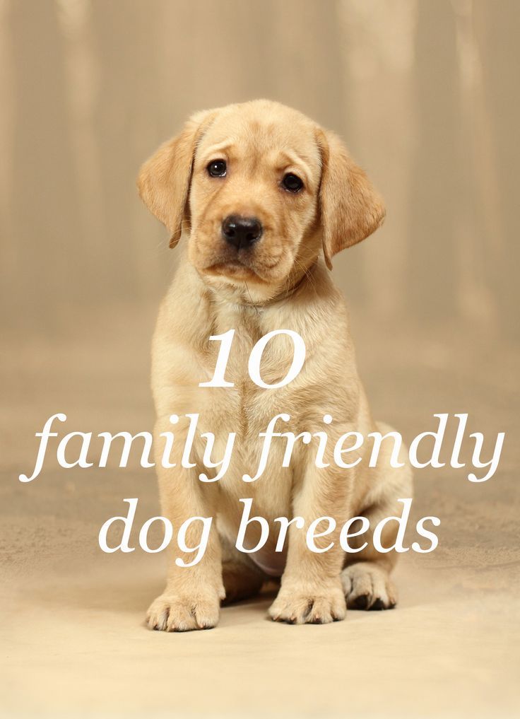 a puppy sitting on the ground with text overlay that reads, 10 family friendly dog breeds