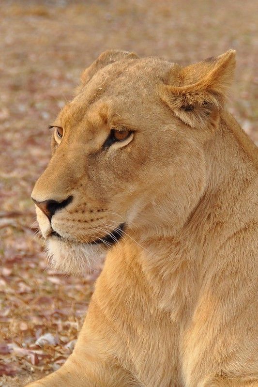 a close up of a lion laying on the ground with its head turned to the side