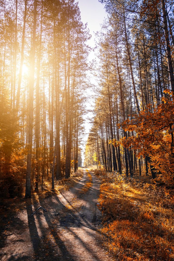 the sun shines through the trees in an autumn forest