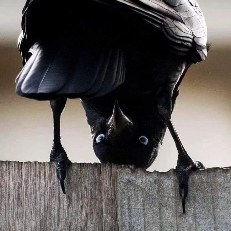 a black bird with a hat on top of it's head looking over a fence