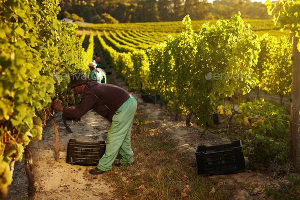 two people picking grapes in the vineyard at sunset